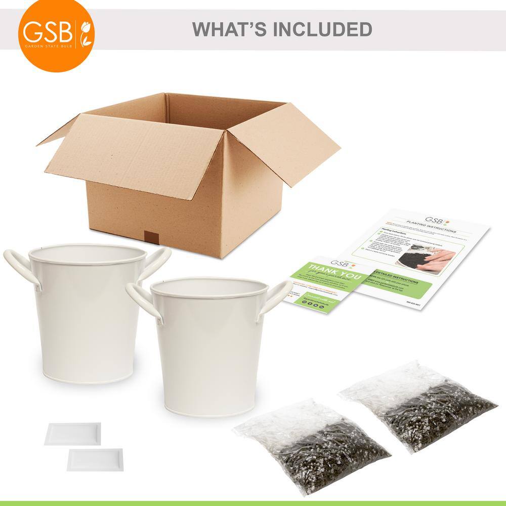 Garden State Bulb Herb Garden Kit with White Metal Planter (Mint and Lavender) (2-Pack)