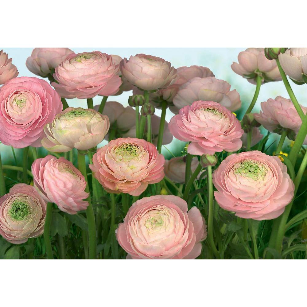 Komar Gentle Rose Wall Mural